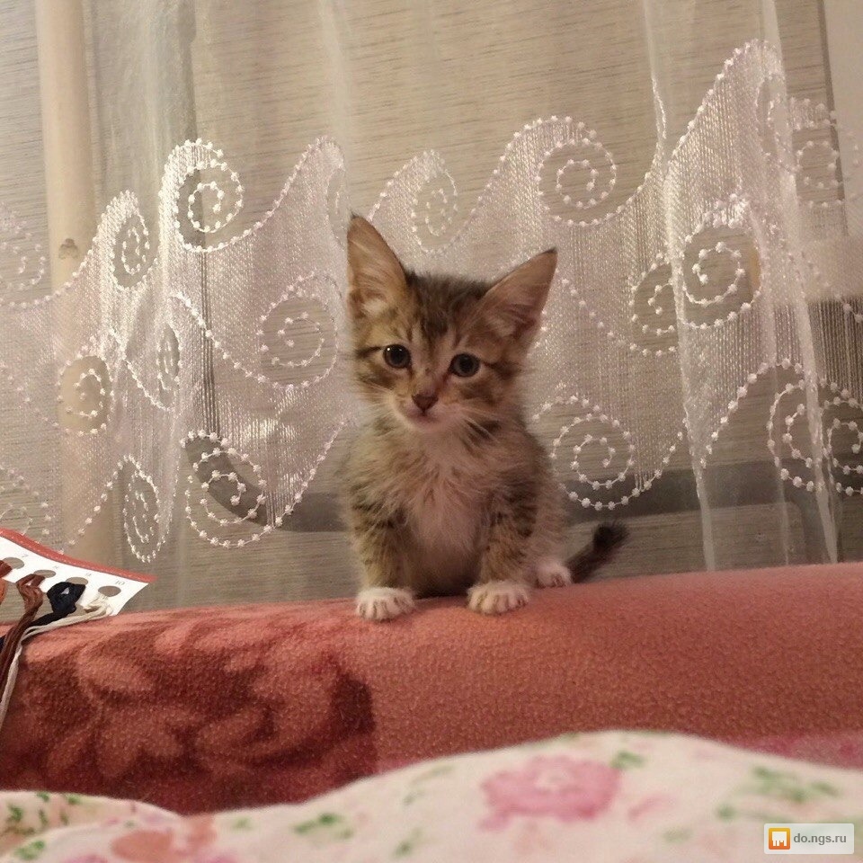 Отдам котенка в красноярске, что такое бонус-малус осаго и почему фоллаут 3 вылетает Отдам котенка в красноярске