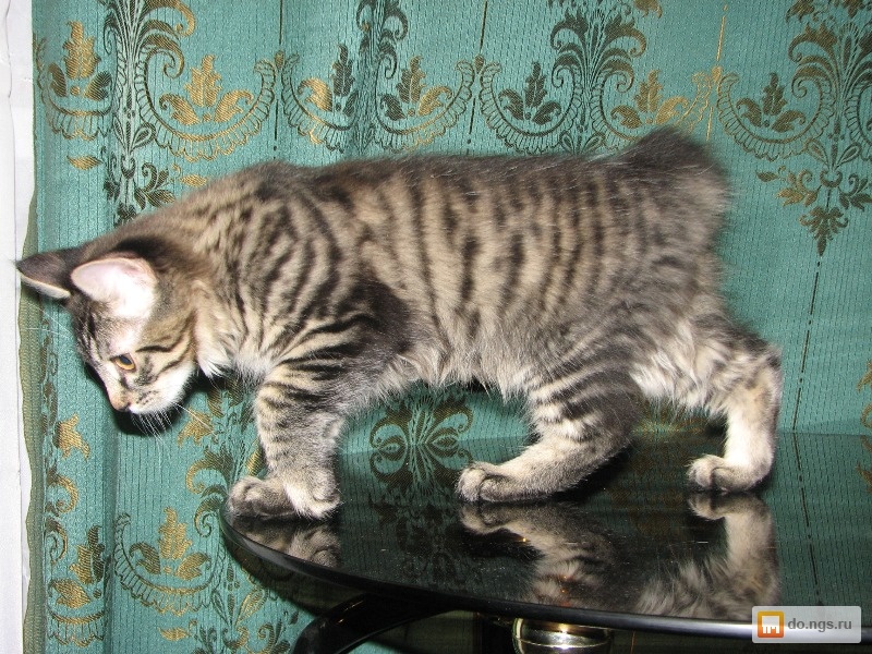 Кошки Купить Дешево